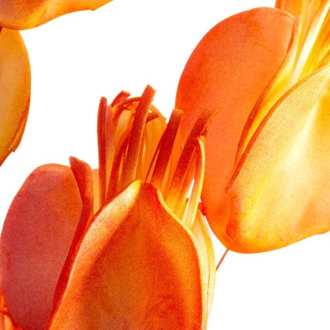 KW FLORE 754 OLI OLIW