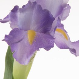 KW NATU 330 lila lila