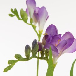 KW NATU 340 lila lila grün