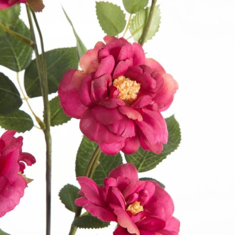 KW NATU 428 AMA AMAR