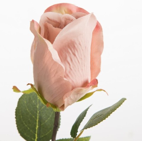 KW NATU 430 rosa rosa