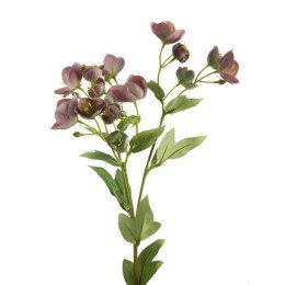 KW NATU 433 hellR hellrosaO