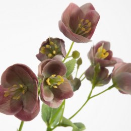 KW NATU 433 hellR hellrosaO