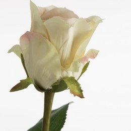 KW NATU 436 creme creme hellrosaO