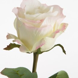 KW NATU 437 creme R creme rosaO