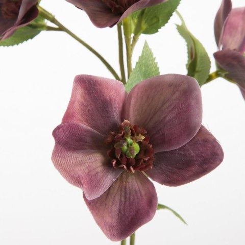 KW NATU 439 lila lila