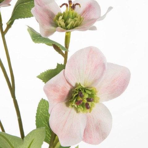 KW NATU 439 hellR hellrosaO