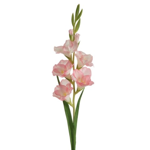 KW NATU 447 hellR hellrosaO