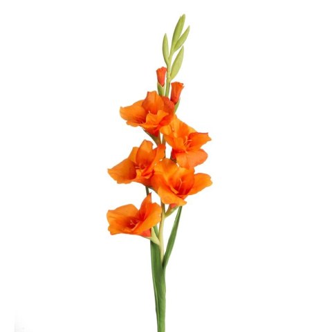 KW NATU 447 orange POMA