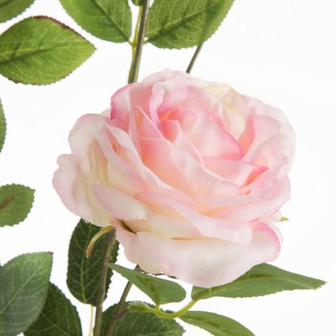 KW NATU 450 hellR hellrosaO