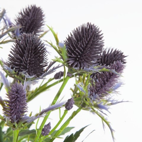 KW NATU 379 lila lila grün