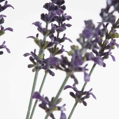 KW NATU 384 lila lila grün