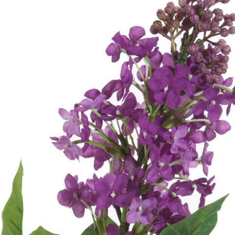 KW NATU 387 lila lila grün