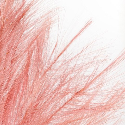 KW WIANEK 1 rosa rosa