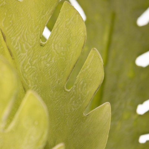 KW LIŚĆ 41 hellgrün hellgrün (x6)