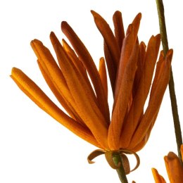 KW FLORE 779 orange POMA